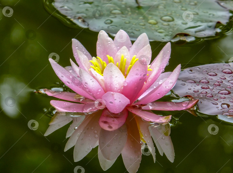 Скачать Нежно-розовая красивая водяная лилия или цветок лотоса Marliacea Rosea в старом пруду. Лепестки нимфеи отражаются вместе с растениями в зеленом зеркале пруда. фотосток Ozero