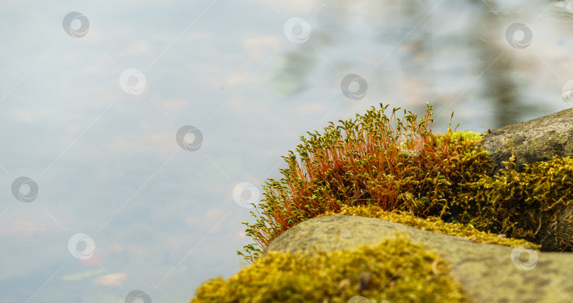 Скачать Ярко-зеленый цветущий изящный мох растет на старом камне в пруду наверху. Размытый фон крупных камней. Выборочный фокус фотосток Ozero