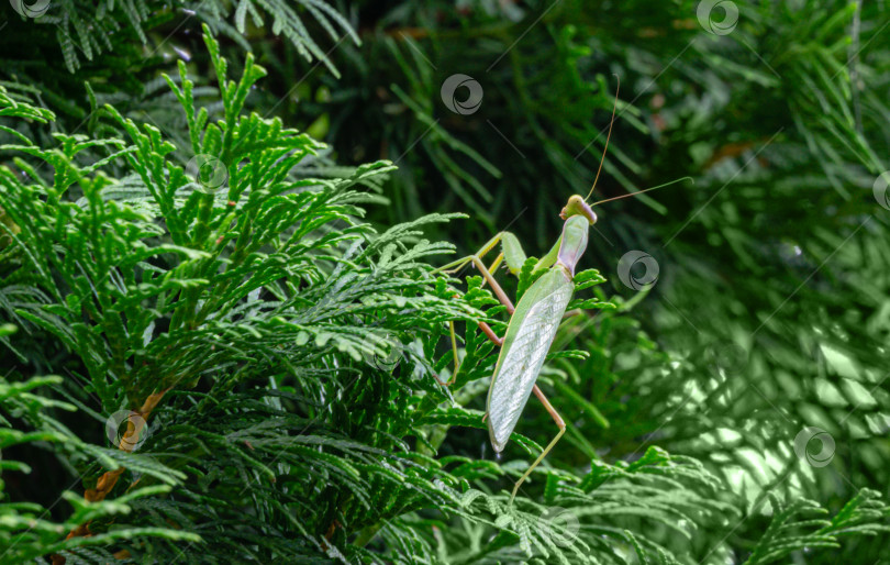 Скачать Макро европейского богомола (Mantis Religiosa) в естественной среде обитания на ветвях дерева Туя. Выборочный фокус. Есть место для текста фотосток Ozero