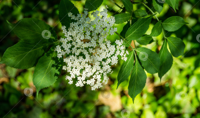 Скачать Распускаются белые цветы черного самбука (Sambucus nigra). Макрос группы нежных цветов на темно-зеленом фоне в весеннем саду. Выборочный фокус. Концепция природы для дизайна. фотосток Ozero