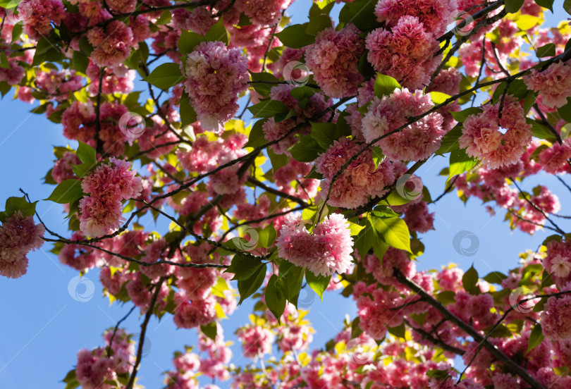 Скачать Розовые цветы Prunus 'Kanzan' (Prunus serrulata или Prunus lannesiana) крупным планом в городском парке Краснодара. Парк Галицкого весной 2021 года. Цветы японской вишни в качестве фона для обоев. Выборочный фокус фотосток Ozero