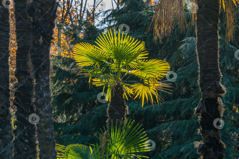 Скачать Молодая китайская пальма-мельница (Trachycarpus fortunei) или пальма Чусан на фоне солнца в городском парке Сочи.  Крупный план красивых зеленых листьев фотосток Ozero