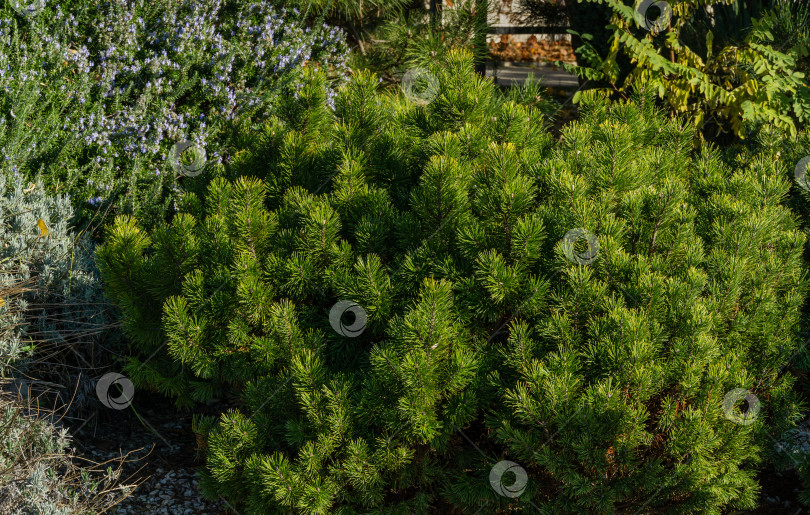 Скачать Карликовая горная сосна сорта Pinus mugo Pumilio зеленеет в солнечный день на Олимпийской набережной в Сириусе (Имеретинская низменность, Сочи). Маленькая и пушистая. Природная концепция дизайна фотосток Ozero