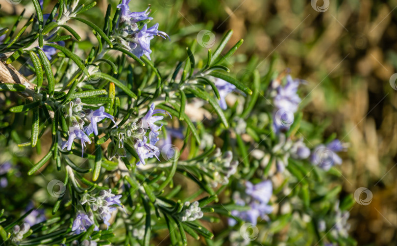 Скачать Цветущие растения розмарина (Rosmarinus officinalis или Salvia rosmarinus) на Олимпийской набережной в Сириусе, новой деревне в Имеретинской низменности недалеко от курорта Сочи. Выборочный крупный план свежего розмарина фотосток Ozero