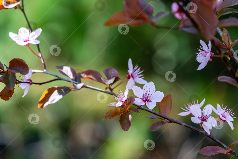 Скачать Дерево Prunus Cerasifera Pissardii распускается розовыми цветами. Весенняя веточка фотосток Ozero