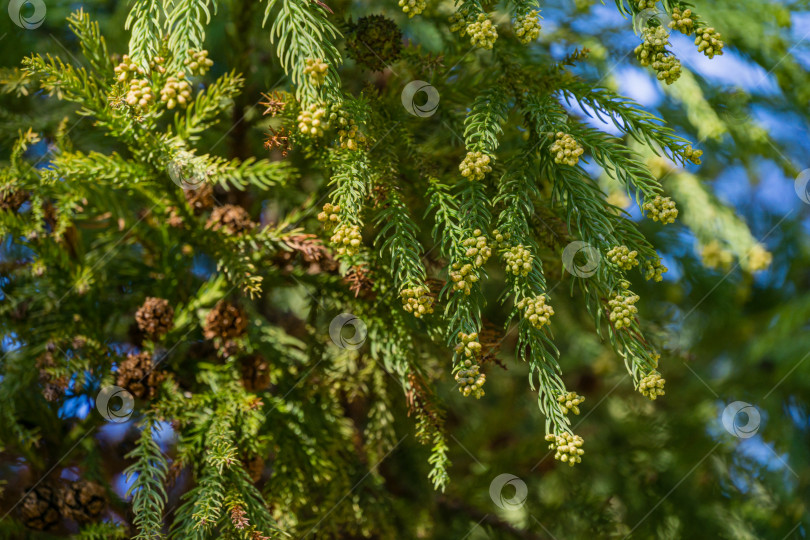 Скачать Крупный план зеленых листьев с шишками дерева Cryptomeria japonica Elegans, японской сосны Суги (японского кедра) или Cupressus japonica на Приморском бульваре в Сочи. Приятная концепция фона для природы фотосток Ozero