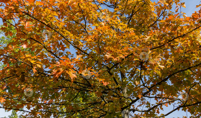 Скачать Красные и золотистые осенние листья красного дуба Quercus rubra. Красивая осенняя листва в городском парке Краснодара. Общественный ландшафт "Парк Галицкого" для отдыха и прогулок солнечной осенью 2020 года фотосток Ozero