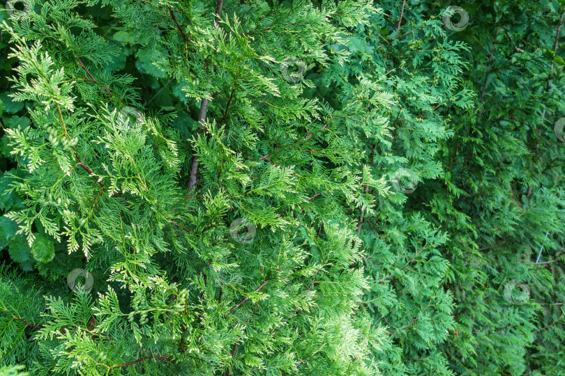 Скачать Thuja plicata 'Winter Pink', западный красный кедр или тихоокеанский красный кедр, гигантская туя или западная туя, гигантский кедр в ряд. Концепция природы для дизайна. фотосток Ozero