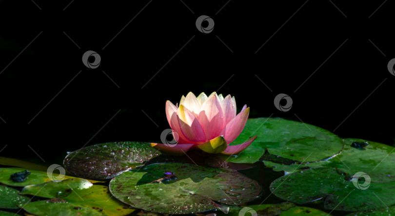 Скачать Мягкий фокус волшебной ярко-розовой водяной лилии или цветка лотоса, оранжевый закат Перри в пруду на черном фоне. Нимфея как лирический мотив для дизайна. Цветочный пейзаж, свежие обои, концепция природы фотосток Ozero