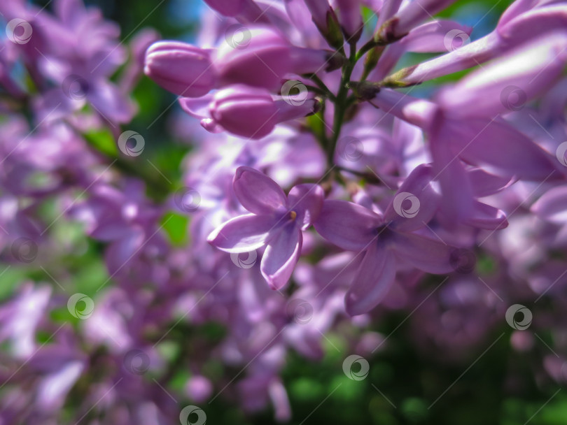 Скачать Мягкий размытый макрофокус розово-сиреневых цветков Syringa microphylla на размытом кусте. Весеннее цветение в солнечный день. фотосток Ozero