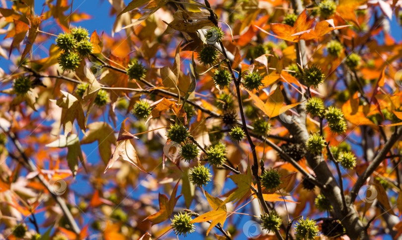 Скачать Золотистые листья и остроконечные зеленые шарики семян Liquidambar styraciflua, обычно называемого американской сладкой камедью (янтарное дерево), в фокусе на фоне размытых листьев. Концепция природы для дизайна фотосток Ozero
