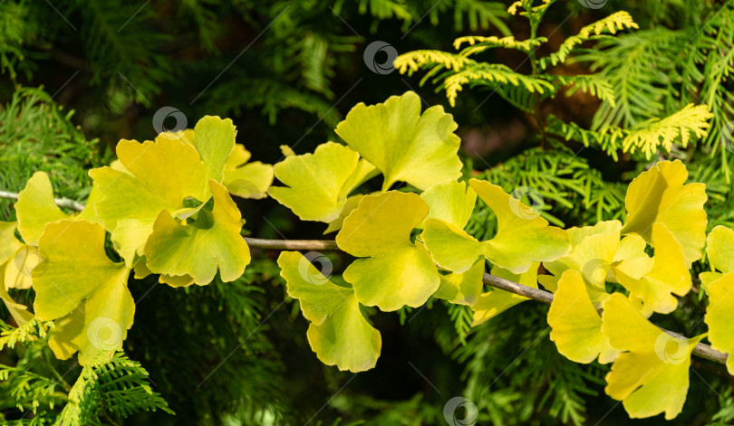 Скачать Желтые и золотые листья дерева гинкго (Ginkgo biloba), известного как гинкго или гингко на фоне размытой листвы. Элегантная природная концепция дизайна с золотой листвой фотосток Ozero