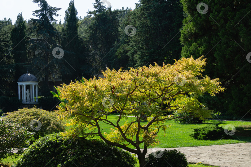 Скачать Пейзаж с желтым сумахом Rhus typhina 'Laciniata Aurea' в парке Айвазовского Партенит, Крым. Солнечный осенний день. фотосток Ozero