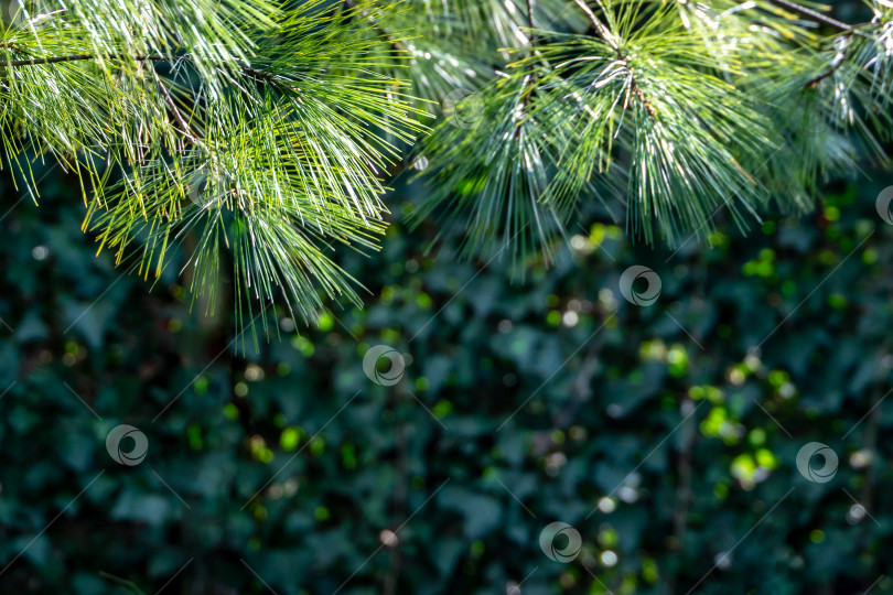 Скачать Длинные зеленые иглы белой сосны Pinus strobus на фоне солнца на размытой темно-зеленой спирали хедеры плюща. Выборочный макрофокус на верхних иглах. Оригинальная текстура натуральной сосновой зелени. фотосток Ozero