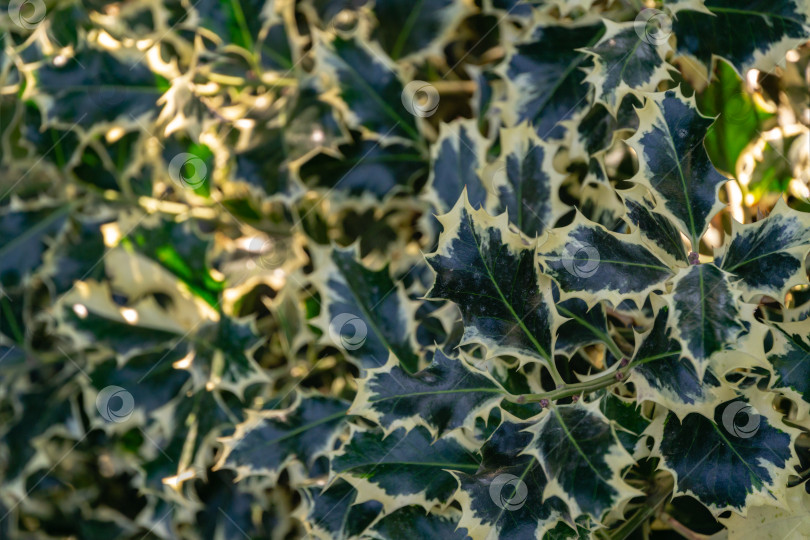 Скачать Рождественский остролист ilex aquifolium Argentea Marginata, растущий в парке. Изящные бордюрные листья в качестве фона для новогодней концепции. Выборочный фокус. фотосток Ozero