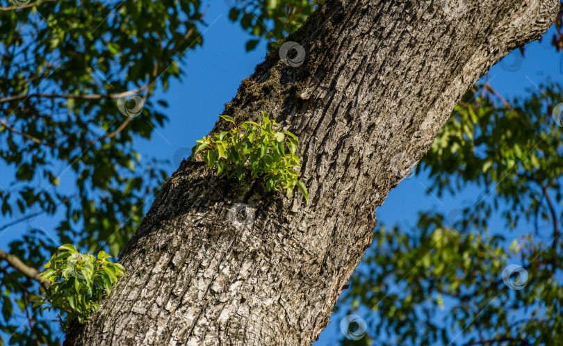 Скачать Серая кора большого камфорного дерева (Cinnamomum camphora), камфорного дерева обыкновенного или камфорного лавра с молодыми вечнозелеными листьями в Сочи.  Красивый природный ландшафт для любого дизайна фотосток Ozero