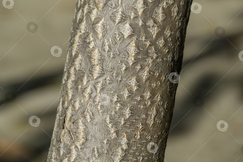 Скачать Красивая текстура серой коры дерева Ailanthus altissima, широко известного как райское дерево в Сочи. Крупный план интересной коры с рисунком в виде звезд. Свежие обои и концепция фона природы фотосток Ozero