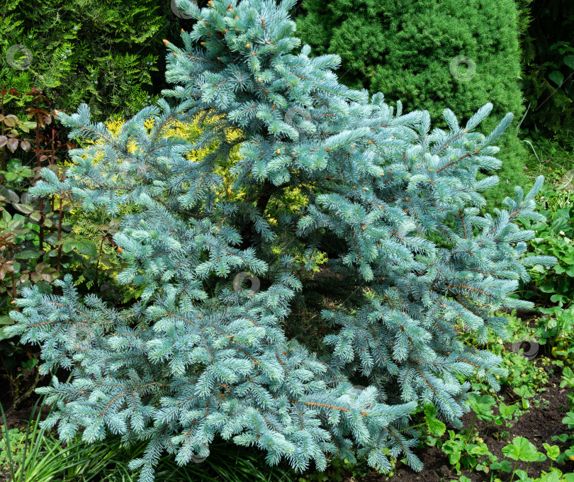 Скачать Серебристо-голубая ель Picea pungens Hoopsii станет украшением любого сада. Избирательный подход. Природная концепция рождественского дизайна фотосток Ozero