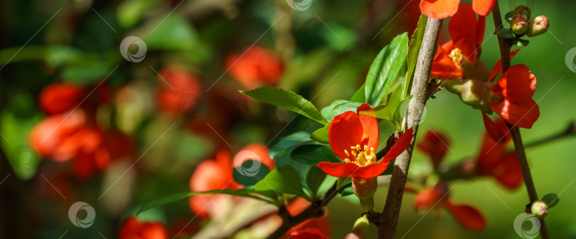 Скачать Крупный план ярко цветущей японской айвы или Chaenomeles japonica. Множество красных цветов покрывают ветви в размытом саду. Весенний солнечный день. Выборочный фокус. Интересная концепция природы для дизайна. фотосток Ozero