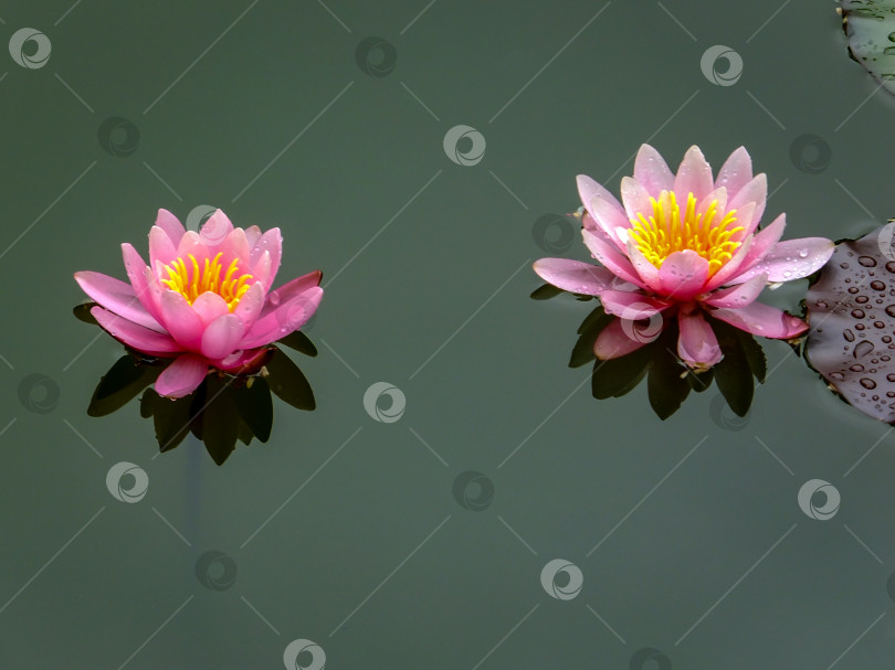 Скачать Две розовые красивые водяные лилии или цветки лотоса Marliacea Rosea в старом пруду. Лепестки нимфеи отражаются вместе с растениями в сине-зеленом зеркале пруда. Выборочный фокус. фотосток Ozero