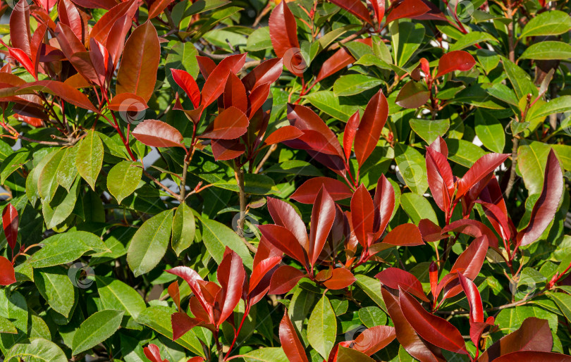 Скачать Красивые красные и зеленые листья кустарника Photinia fraseri 'Красная малиновка' в Сочи. Выборочный фокус крупным планом. Фон концепции природы фотосток Ozero