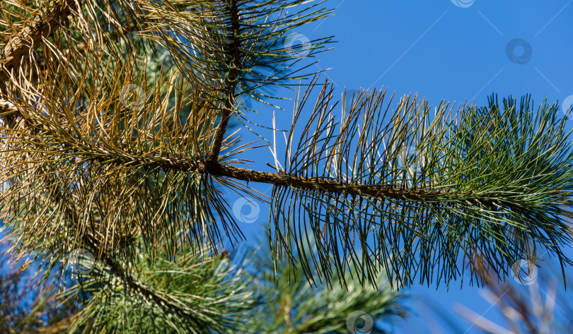 Скачать Крупный план пораженной хвои австрийской сосны (Pinus ‘Nigra’) или черной сосны. Сухая хвоя, ржавчина на хвоинках (изменение цвета), но возможно влияние паразитов или герпотрихиоза. фотосток Ozero