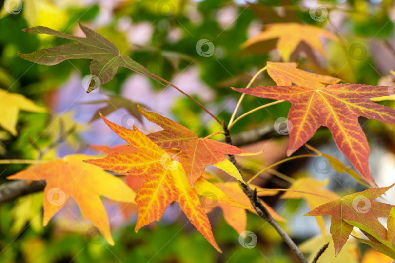 Скачать Крупный план красных осенних листьев Liquidambar styraciflua, обычно называемого американской душицей (янтарное дерево), в фокусе на размытом фоне листьев. Концепция природы для дизайна фотосток Ozero