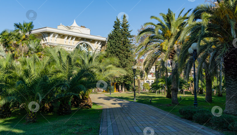 Скачать Красивая пальма Канарского острова Финиковая пальма (Phoenix canariensis) в городском парке Сочи. Роскошный экзотический пейзаж с большими и молодыми пальмами и тротуарной дорожкой фотосток Ozero