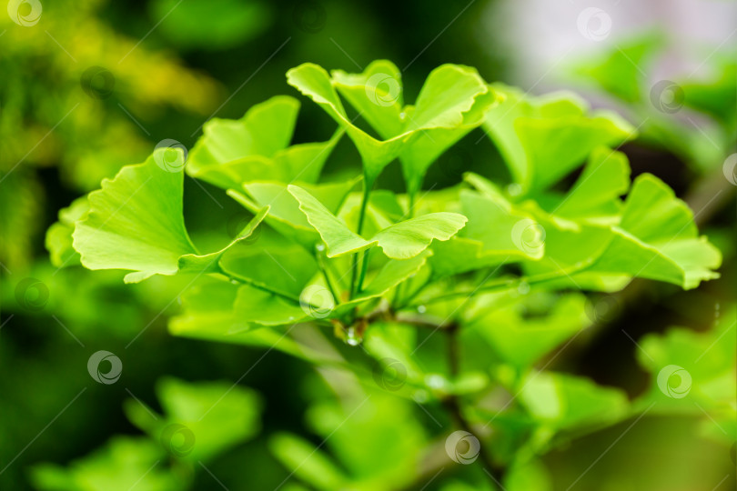 Скачать Крупный план ярко-зеленых листьев дерева гинкго (Ginkgo biloba), известного как гинкго или гингко в мягком фокусе на фоне размытой листвы. Естественный свет солнечного дня. Концепция природы для дизайна фотосток Ozero