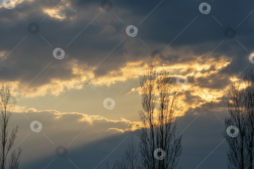 Скачать Голубое небо на закате с разноцветными облаками и темными силуэтами лиственных деревьев фотосток Ozero