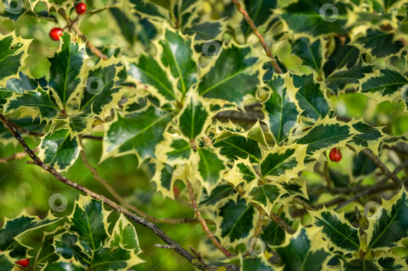 Скачать Рождественский остролист ilex aquifolium Argentea Marginata, растущий в парке. крупный план изящных листьев с бахромой и красными ягодами в ожидании Нового года. Концепция природы для дизайна фотосток Ozero