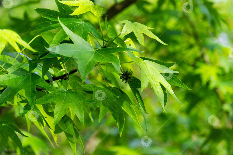 Скачать Крупным планом ярко-зеленые листья и колючие черные шарики семян Liquidambar styraciflua, американской сладкой камеди (янтарного дерева) в фокусе на фоне размытых листьев. Концепция природы для дизайна фотосток Ozero