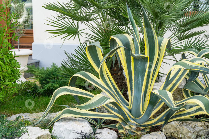 Скачать Красивые полосатые листья американской агавы маргината (Agave americana) или сторожевого растения на фоне пальмы трахикарпус в осеннем Сочи. фотосток Ozero