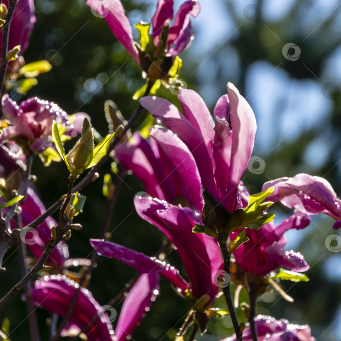 Скачать Множество крупных розовых цветов и бутонов магнолии Сьюзен (Magnolia liliiflora x Magnolia stellata) в зеленом размытом весеннем саду фотосток Ozero