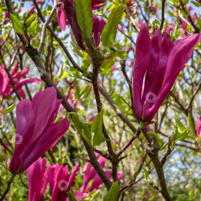 Скачать Множество крупных розовых цветов и бутонов магнолии Сьюзан (Magnolia liliiflora x Magnolia stellata) с молодыми зелеными листочками в размытом саду. Выборочный фокус. фотосток Ozero