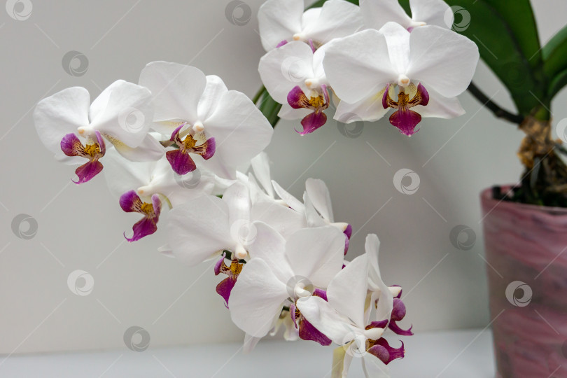 Скачать Макрос цветка белой орхидеи Phalaenopsis 'Pandora', известной как орхидея мотылька или Phal. Цветок на сером фоне с зелеными листьями. фотосток Ozero