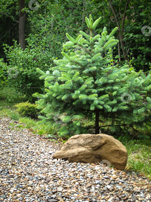 Скачать Молодая голубая ель Picea pungens со свежей весенней порослью - нежно-зеленые иголки на галечном пляже в декоративном саду. Природная концепция дизайна фотосток Ozero