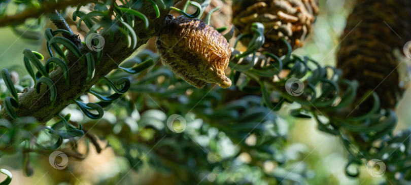 Скачать Оотека богомола (Mantis Religiosa), прикрепленная на ветвях Abies koreana Silberlocke. Крупный план яиц богомола в коконе. Яркий солнечный день. Избирательный фокус. фотосток Ozero