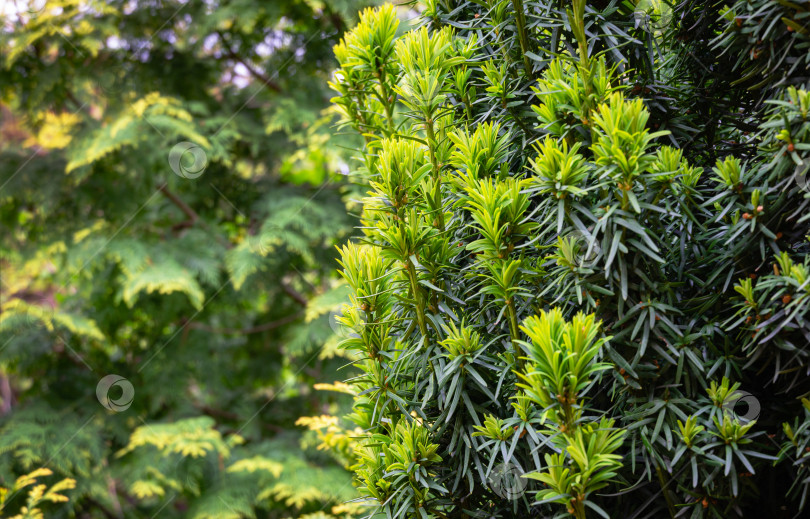 Скачать Новая ярко-зеленая с желтыми полосками листва на тисе Taxus baccata Fastigiata Aurea (английский тис, европейский тис) в весеннем саду на размытом фоне зелени.Выборочный фокус.Природная концепция дизайна фотосток Ozero