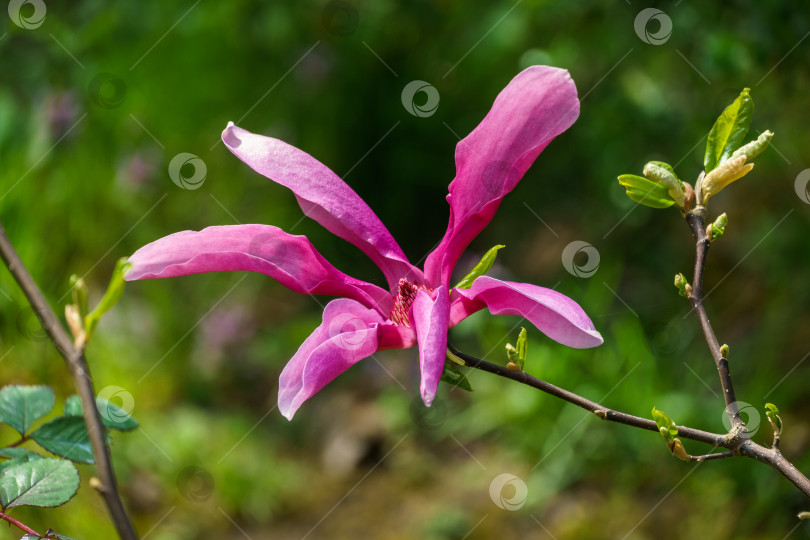 Скачать Крупный розовый цветок магнолии Сьюзен (Magnolia liliiflora x Magnolia stellata) на размытом зеленом фоне. Красивое цветение в весеннем саду. Выборочный фокус. Место для вашего текста. фотосток Ozero