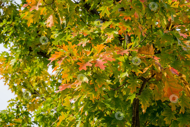 Скачать Крупный план красных и золотистых осенних листьев красного дуба Quercus rubra. Красивая осенняя листва в городском парке Краснодара. Общественный ландшафт "Парк Галицкого" для отдыха и прогулок солнечной осенью фотосток Ozero