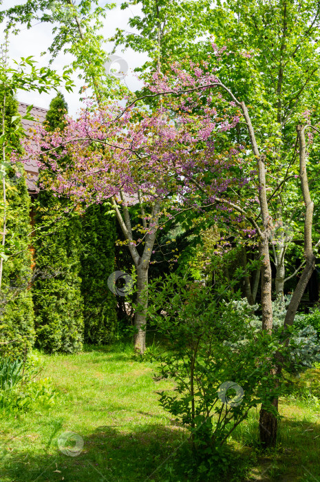 Скачать Ландшафтный сад с восточным редбудом, или восточным редбудом Cercis canadensis, пурпурным весенним цветением. Иудино дерево с розовыми цветами. фотосток Ozero