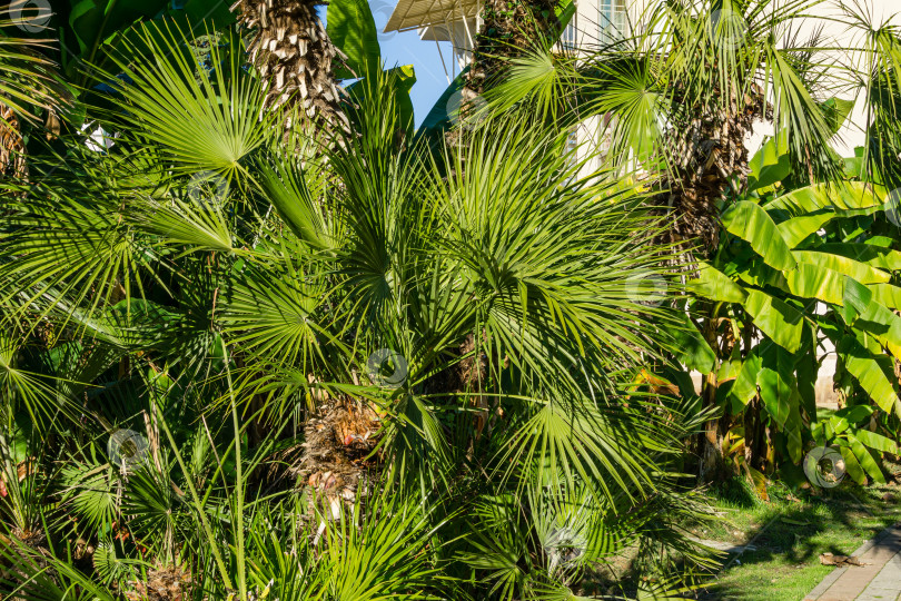 Скачать Роскошная китайская пальма-ветряная мельница (Trachycarpus fortunei) или пальма Чусан на фоне бананового дерева (Musa) в городском парке Сочи. фотосток Ozero