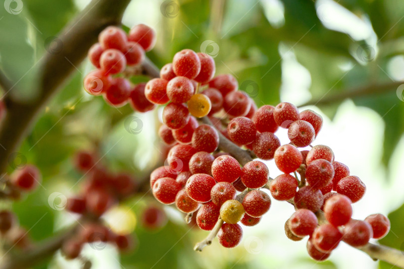 Скачать Красные плоды Elaeagnus umbellata или японской серебристой ягоды, известной как umbellata oleaster или осенняя олива, на фоне зеленой листвы.  Селективный фокус. фотосток Ozero