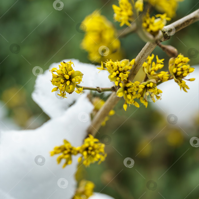 Скачать Макро-цветение кизиловой вишни (Cornus mas, кизил европейский, кизил кизиловый) ранней весной. Желтые цветы на размытом фоне со снегом. Мягкий выборочный акцент весенней природы с местом для вашего текста фотосток Ozero