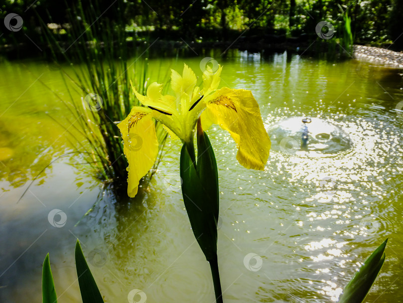 Скачать Макросъемка желтого цветка Iris pseudacorus (желтый флаг, желтый ирис) возле красивого пруда с фонтаном на размытом зеленом фоне. фотосток Ozero