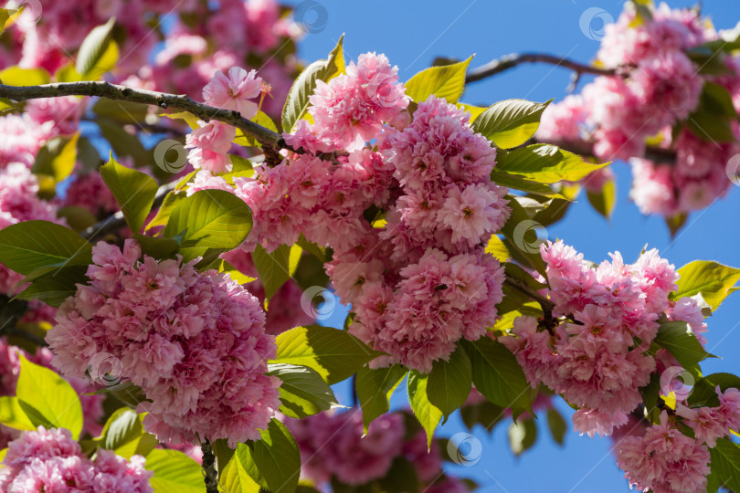 Скачать Розовые цветы Prunus 'Kanzan' (Prunus serrulata или Prunus lannesiana) крупным планом в городском парке Краснодара. Парк Галицкого весной 2021 года. Цветы японской вишни в качестве фона для обоев. Выборочный фокус фотосток Ozero