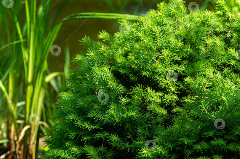 Скачать Крупный план молодой зеленой хвои ели Picea omorika Karel на размытом фоне зеленого сада. Выборочный фокус. Естественный солнечный свет фотосток Ozero