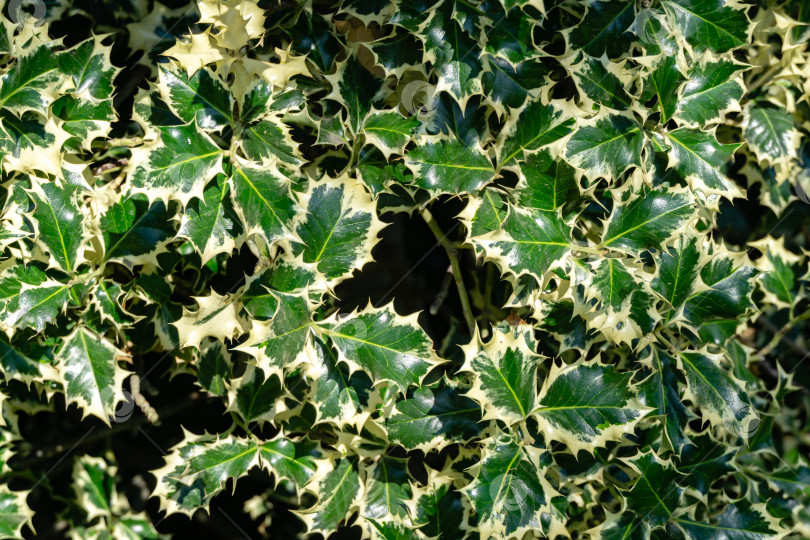 Скачать Рождественский остролист ilex aquifolium Argentea Marginata, растущий в парке. Изящные бордюрные листья в качестве фона для новогодней концепции. Выборочный фокус. фотосток Ozero