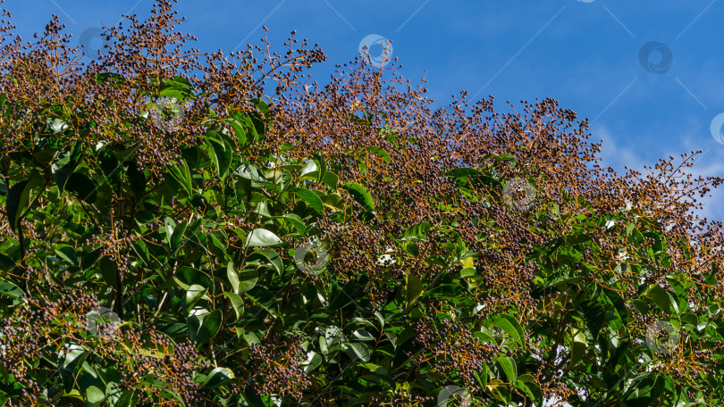 Скачать Роскошное китайское дерево бирючины (Ligustrum lucidum) с плодами и глянцевыми листьями в городском парке Сочи. Крупный план фруктовой композиции фотосток Ozero